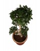 Büyük Ficus Ginseng Bonsai